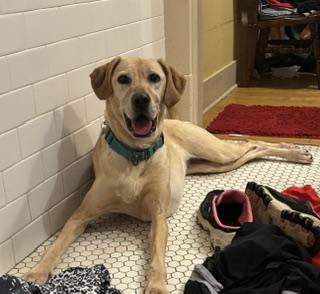 Lilly Jr. (LJ), a ADOPTABLE mixed breed in Little Rock, AR image 5/6