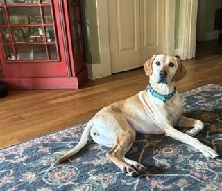 Lilly Jr. (LJ), a ADOPTABLE mixed breed in Little Rock, AR image 4/6