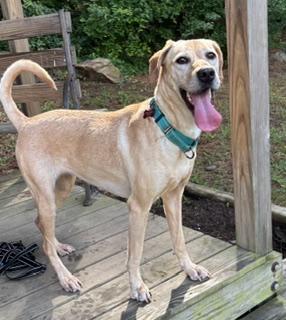 Lilly Jr. (LJ), a ADOPTABLE mixed breed in Little Rock, AR image 3/6