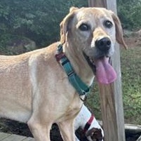 Lilly Jr. (LJ), ADOPTABLE, Young Female Coonhound & Yellow Labrador Retriever.