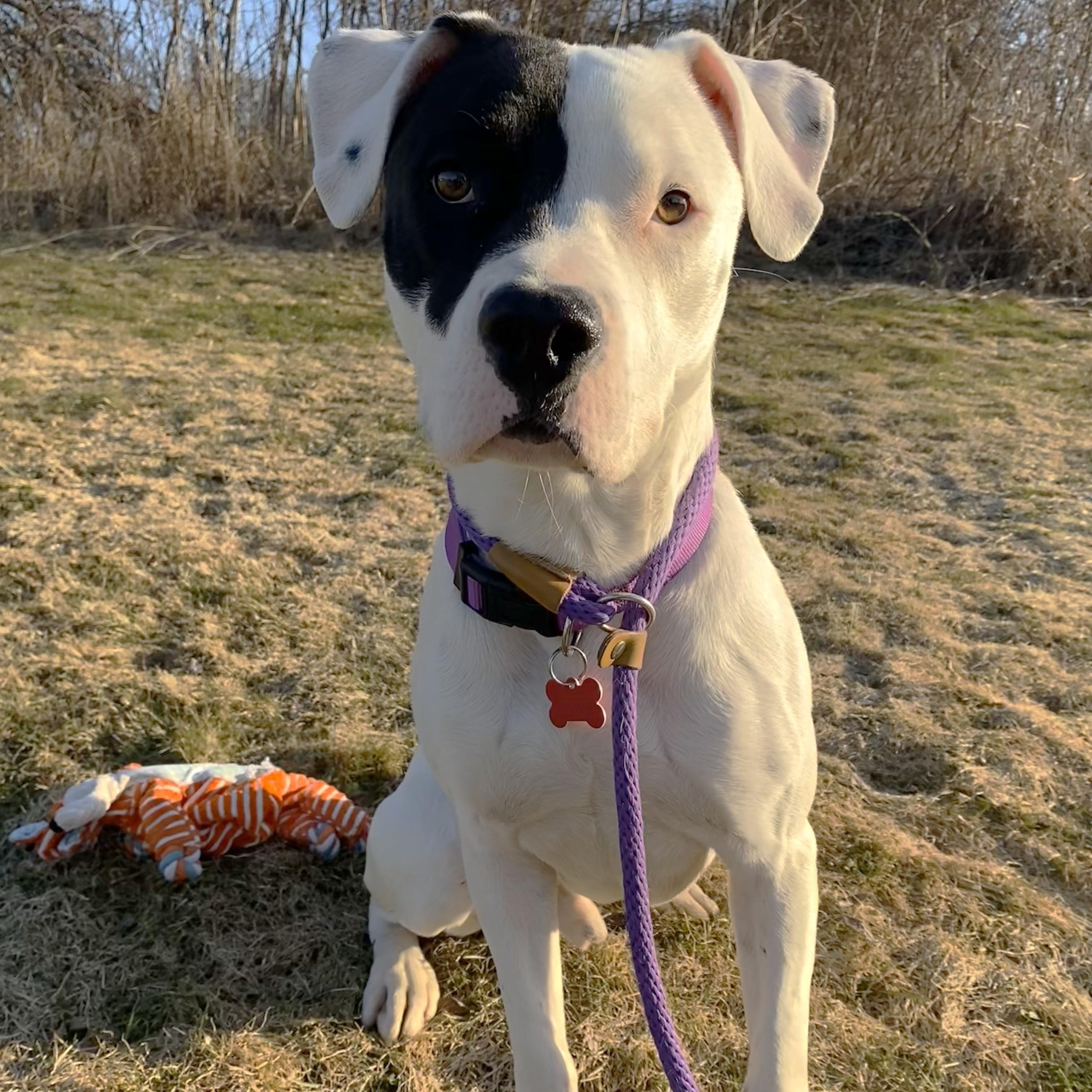 Enlarge Hudson, an adoptable Pit Bull Terrier in Allegan, MI image 2/5