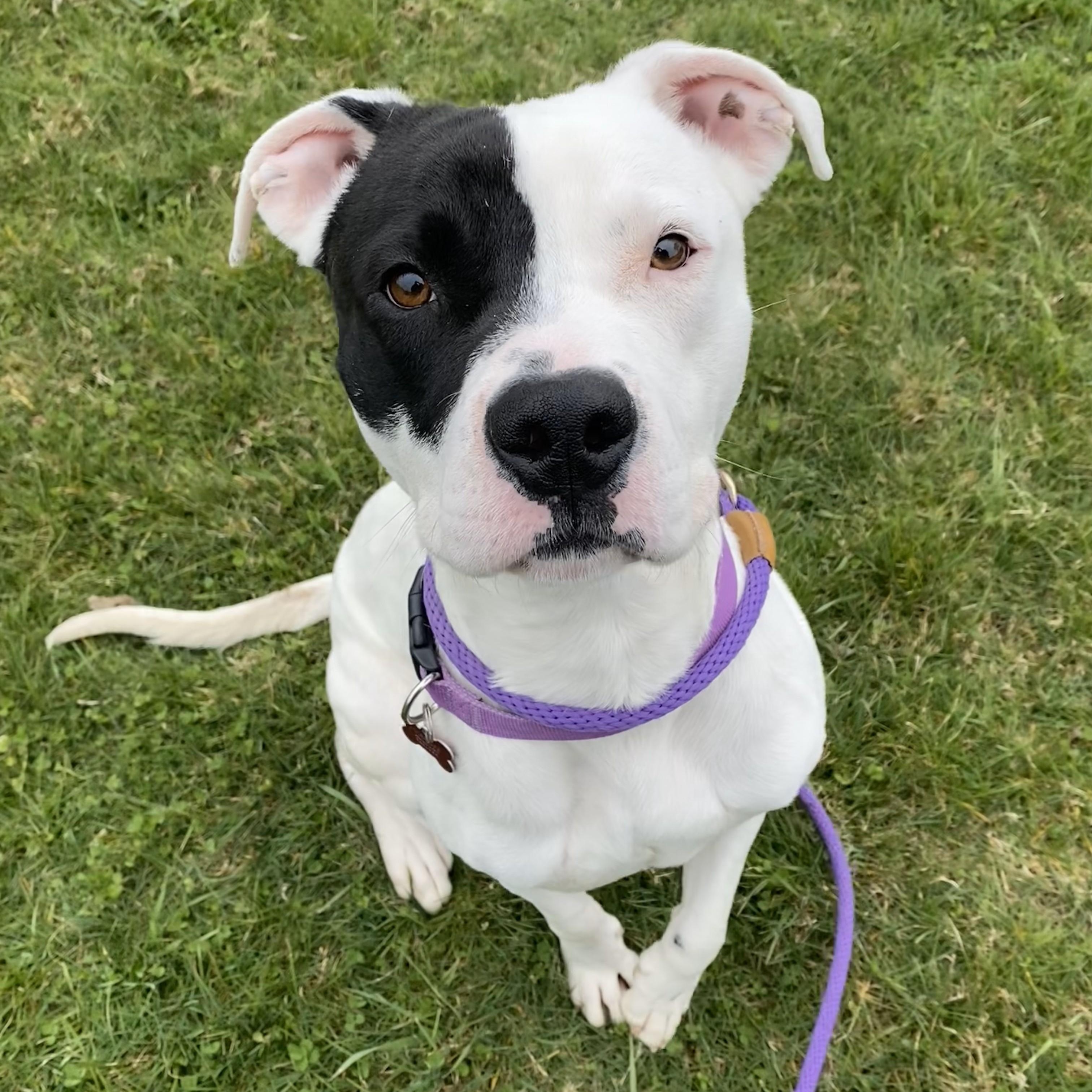 Enlarge Hudson, an adoptable Pit Bull Terrier in Allegan, MI image 3/5
