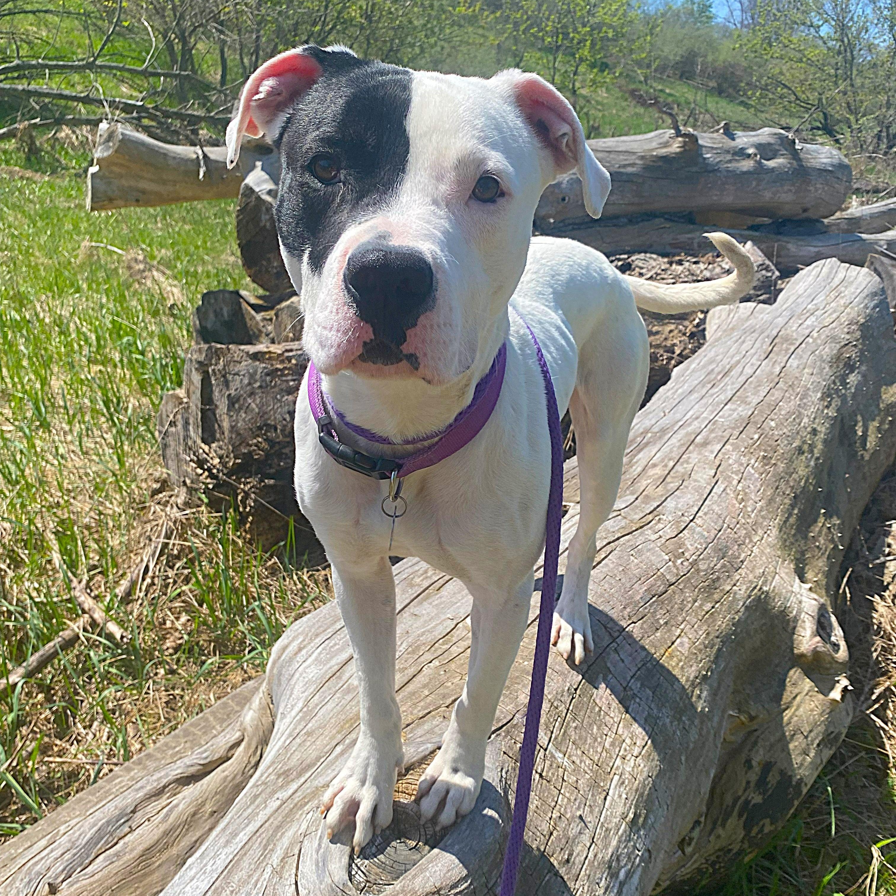Hudson, adoptable, Adult Male Pit Bull Terrier.