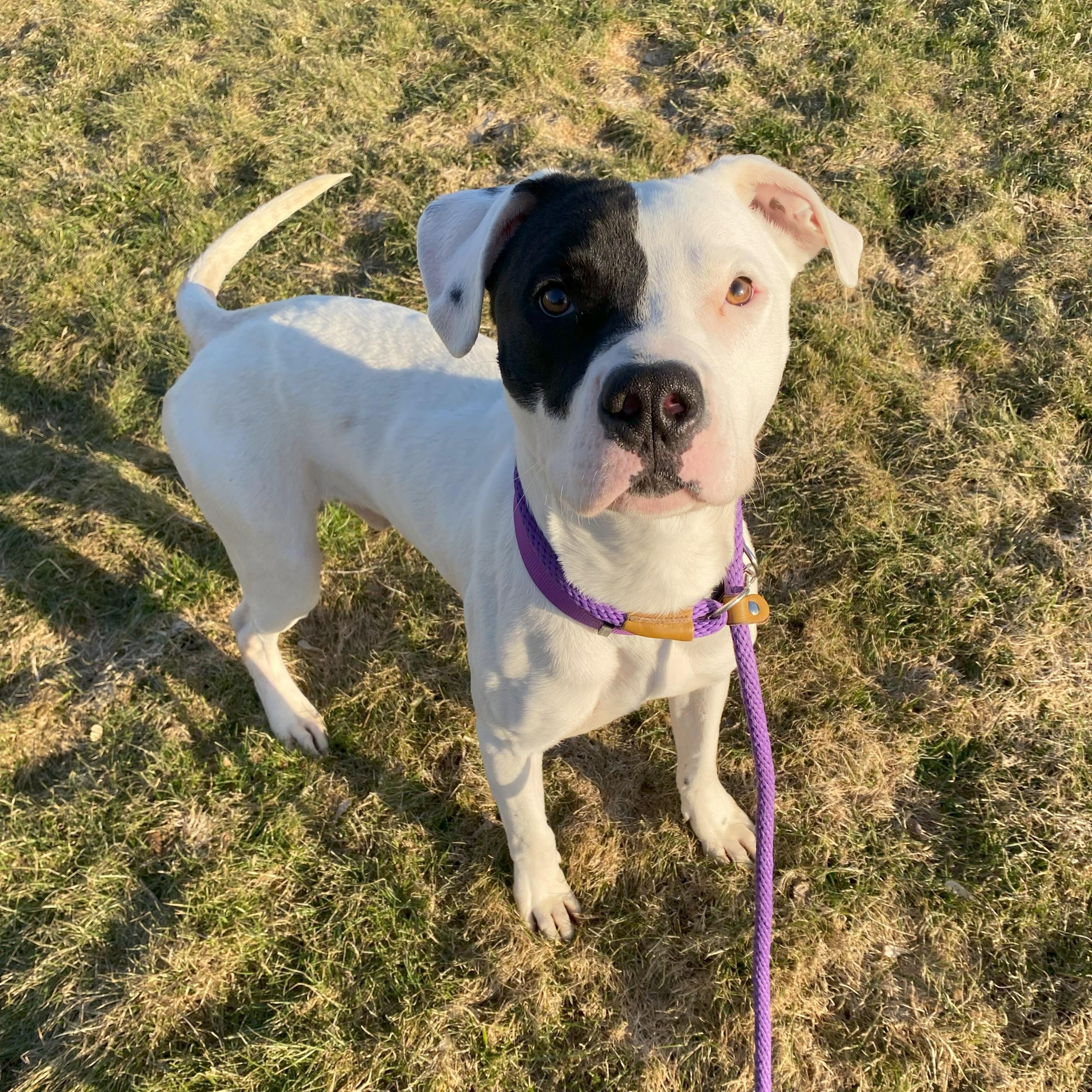 Enlarge Hudson, an adoptable Pit Bull Terrier in Allegan, MI image 5/5