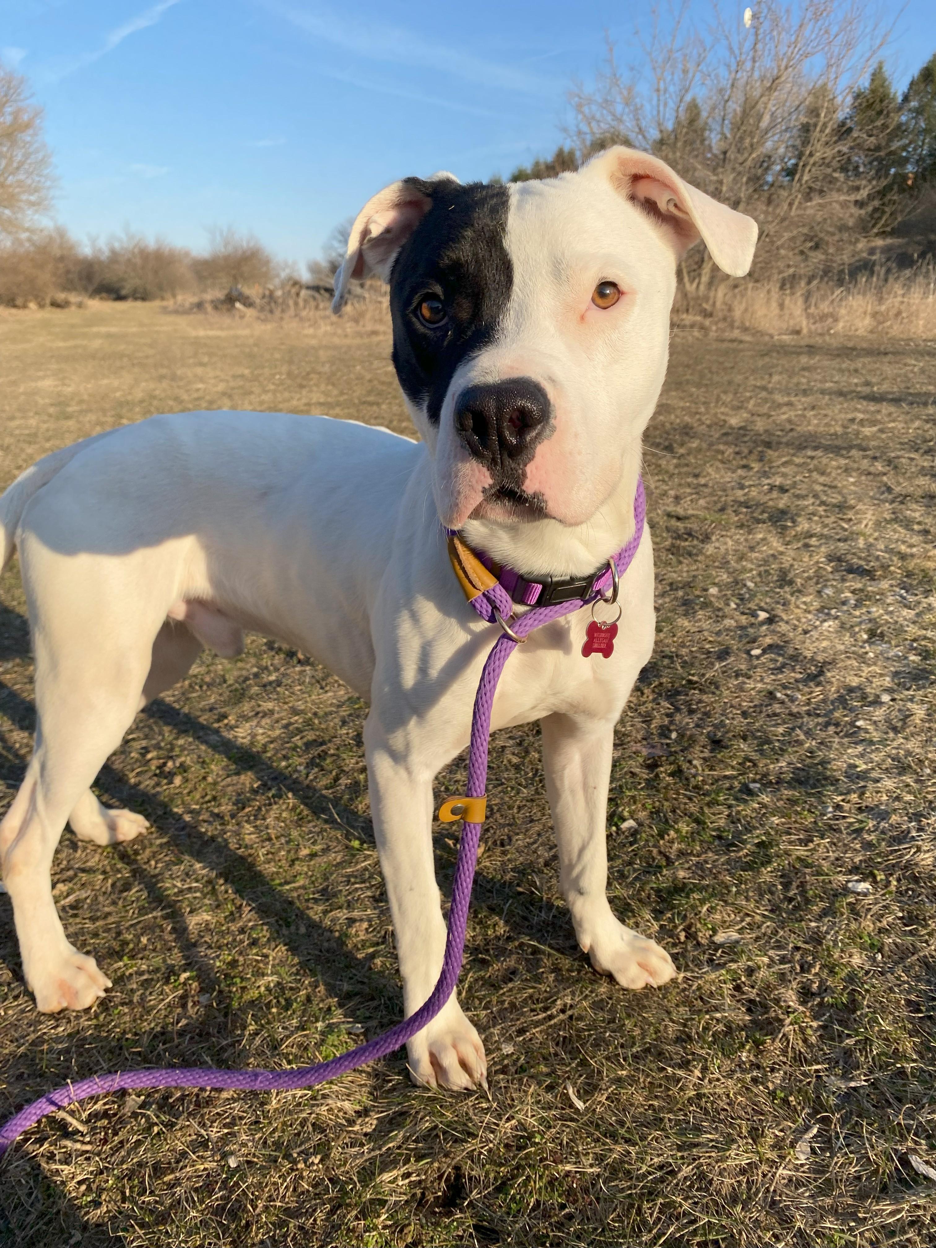 Enlarge Hudson, an adoptable Pit Bull Terrier in Allegan, MI image 4/5