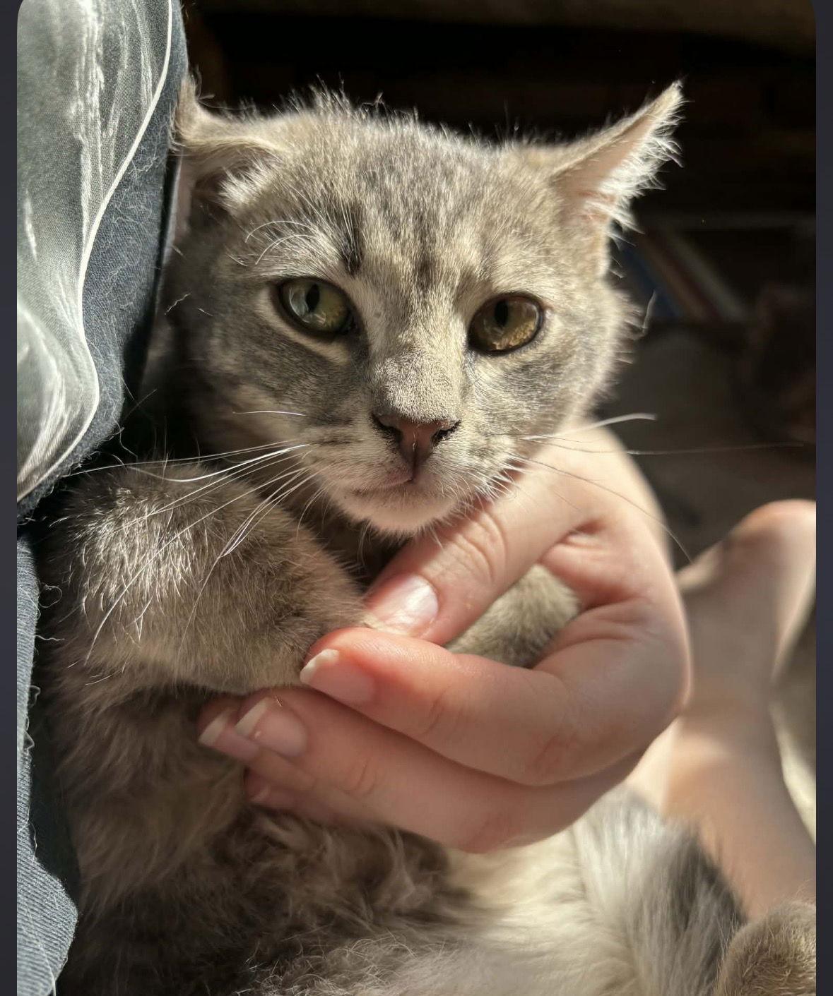 Enlarge Dorian (w/ Vesper), a Adopted Domestic Short Hair in Stewartsville, NJ image 1/3