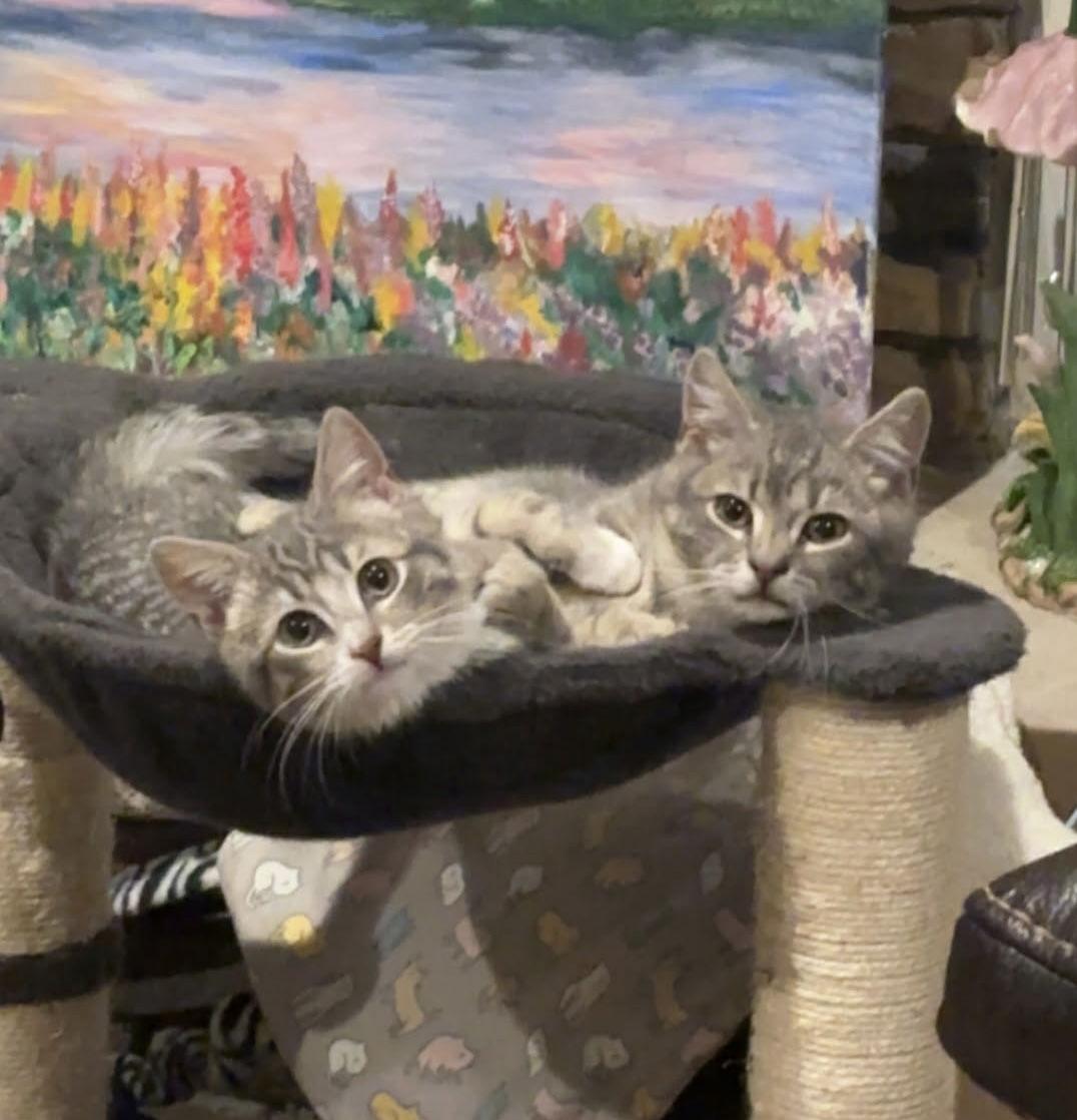 Enlarge Dorian (w/ Vesper), a Adopted Domestic Short Hair in Stewartsville, NJ image 2/3