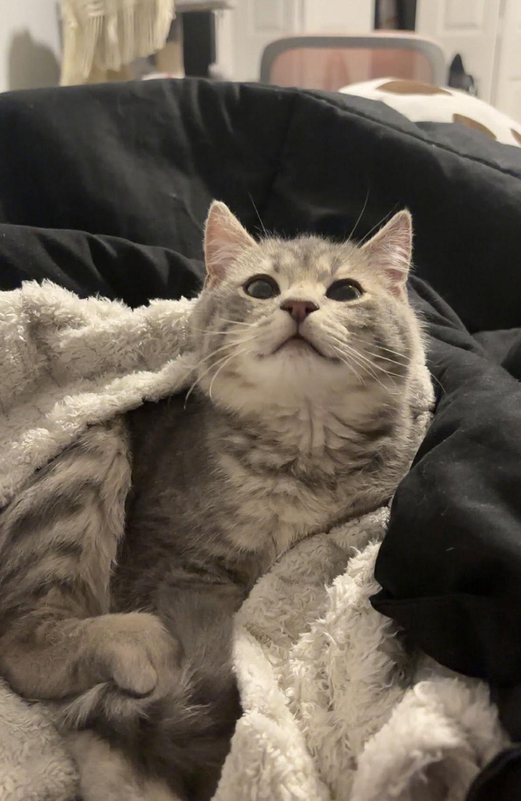 Enlarge Dorian (w/ Vesper), a Adopted Domestic Short Hair in Stewartsville, NJ image 3/3