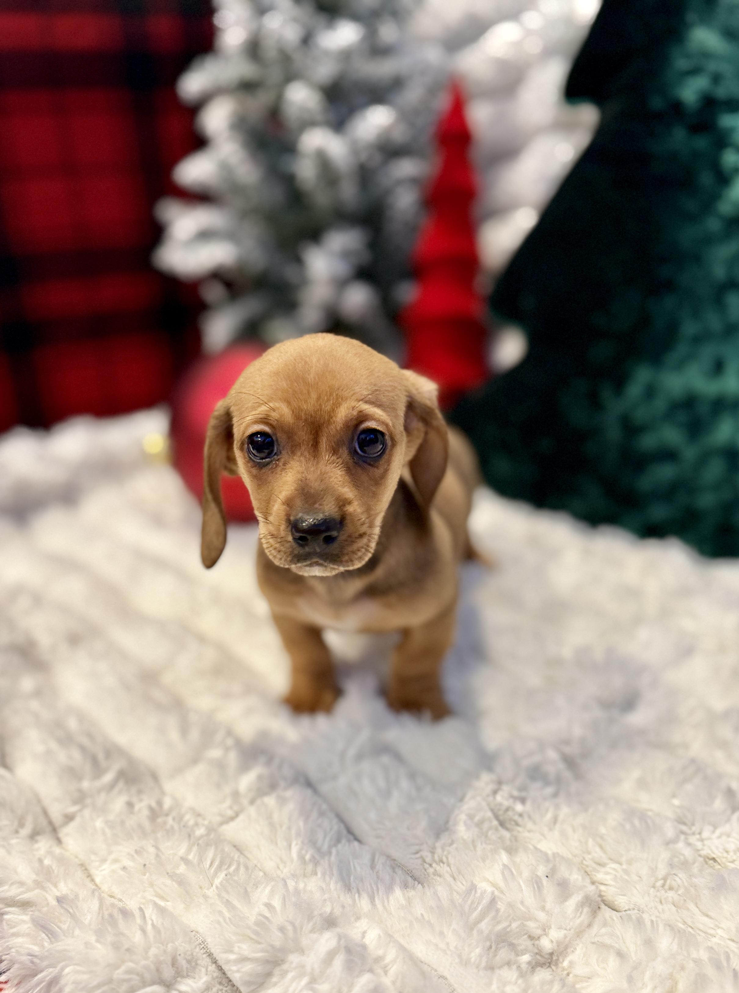 Sally, a ADOPTABLE mixed breed in Hales corners, WI image 1/4