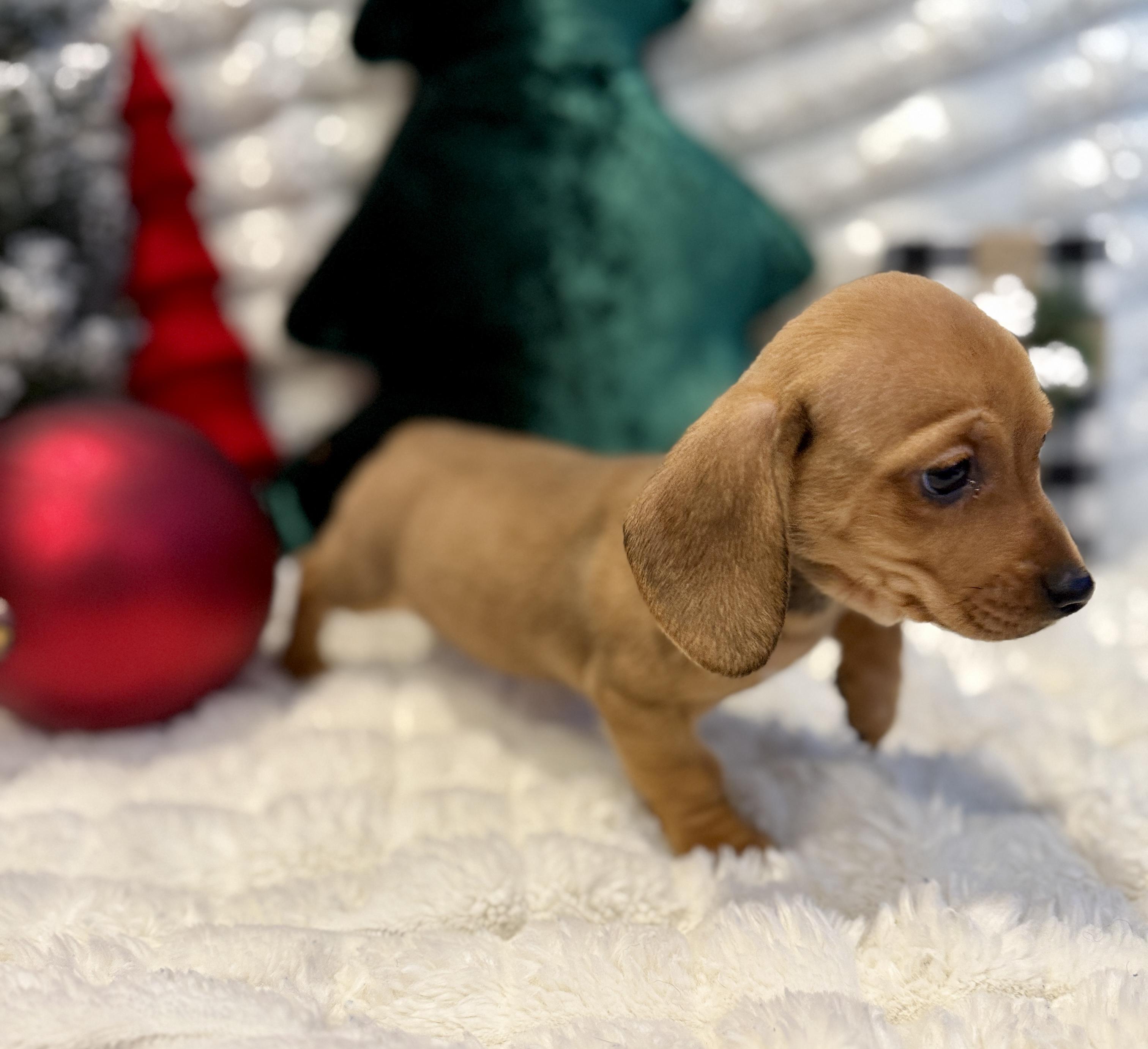 Sally, a ADOPTABLE mixed breed in Hales corners, WI image 2/4