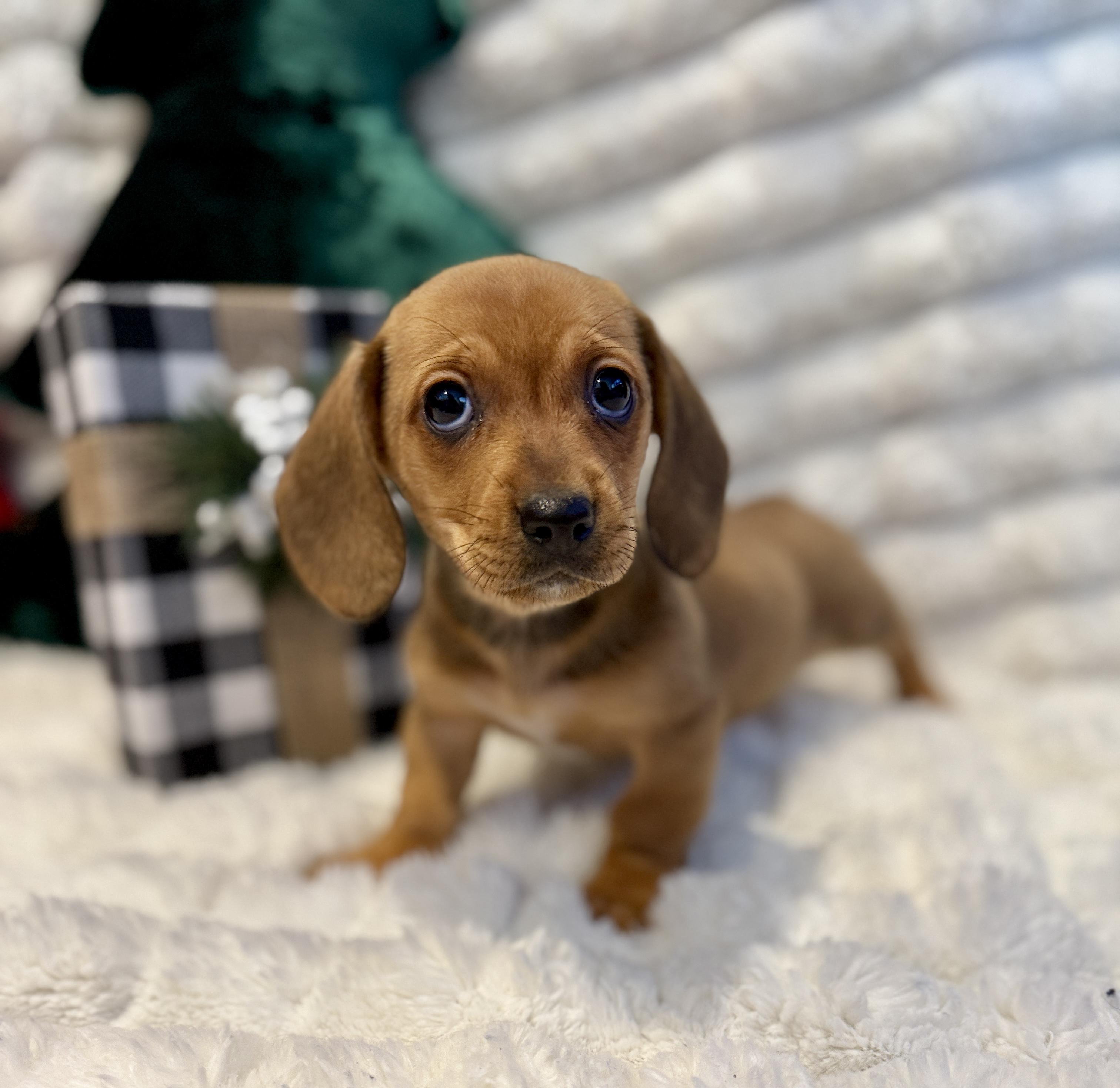 Sally, a ADOPTABLE mixed breed in Hales corners, WI image 3/4