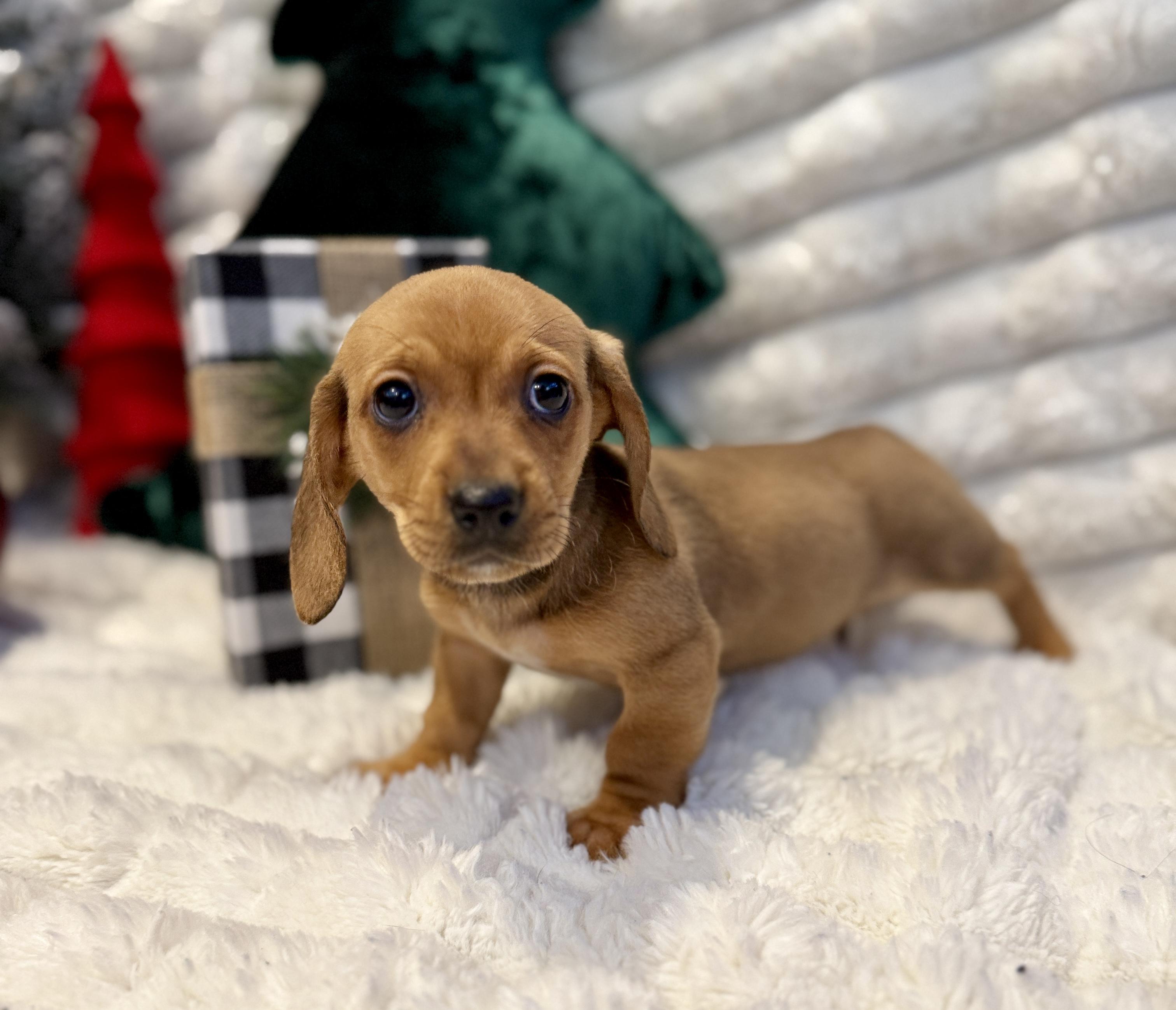 Sally, a ADOPTABLE mixed breed in Hales corners, WI image 4/4