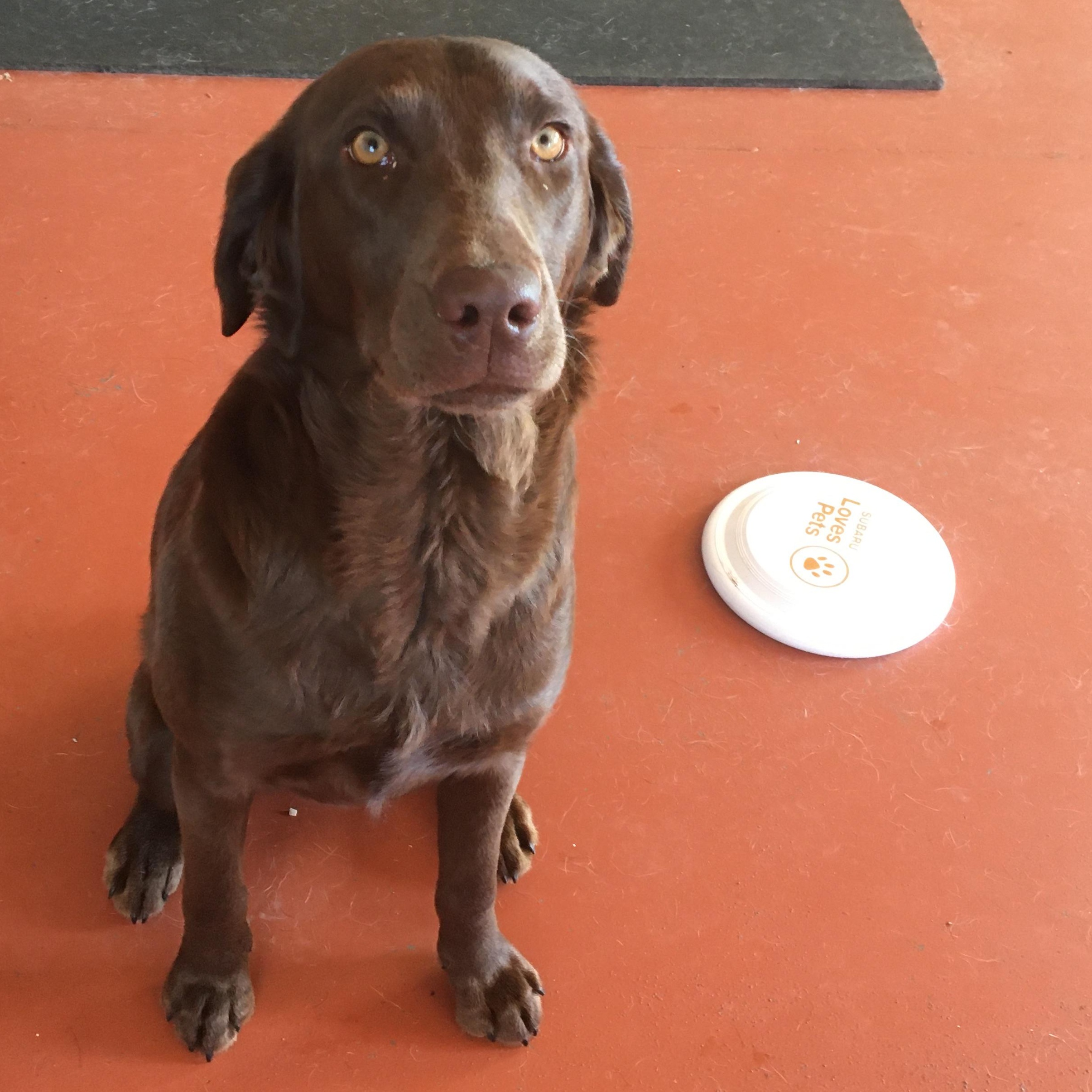 Enlarge River, a Adopted Chocolate Labrador Retriever in St. Anthony, ID image 1/1