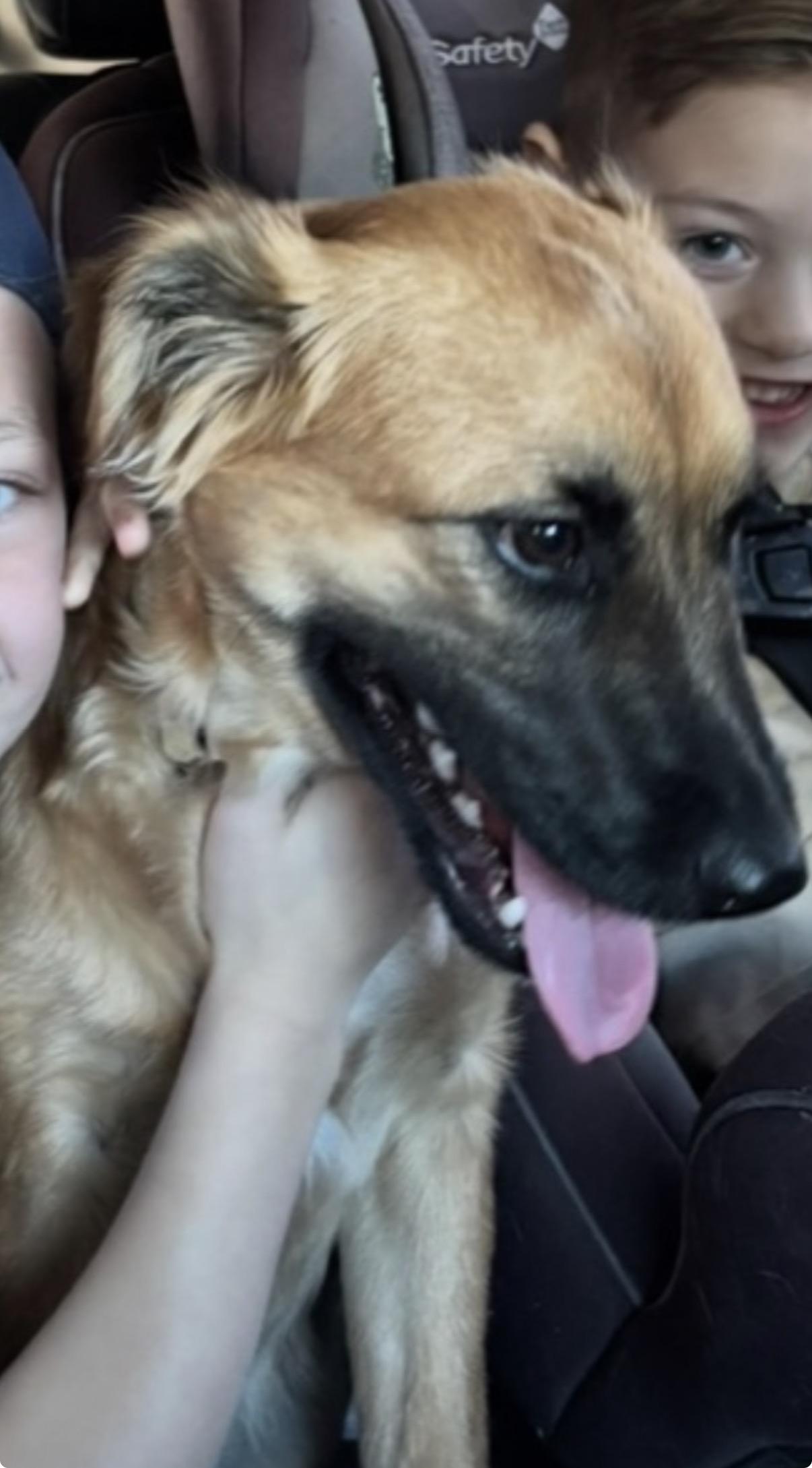 Indy, adopted, Young Female Golden Retriever & Australian Shepherd.