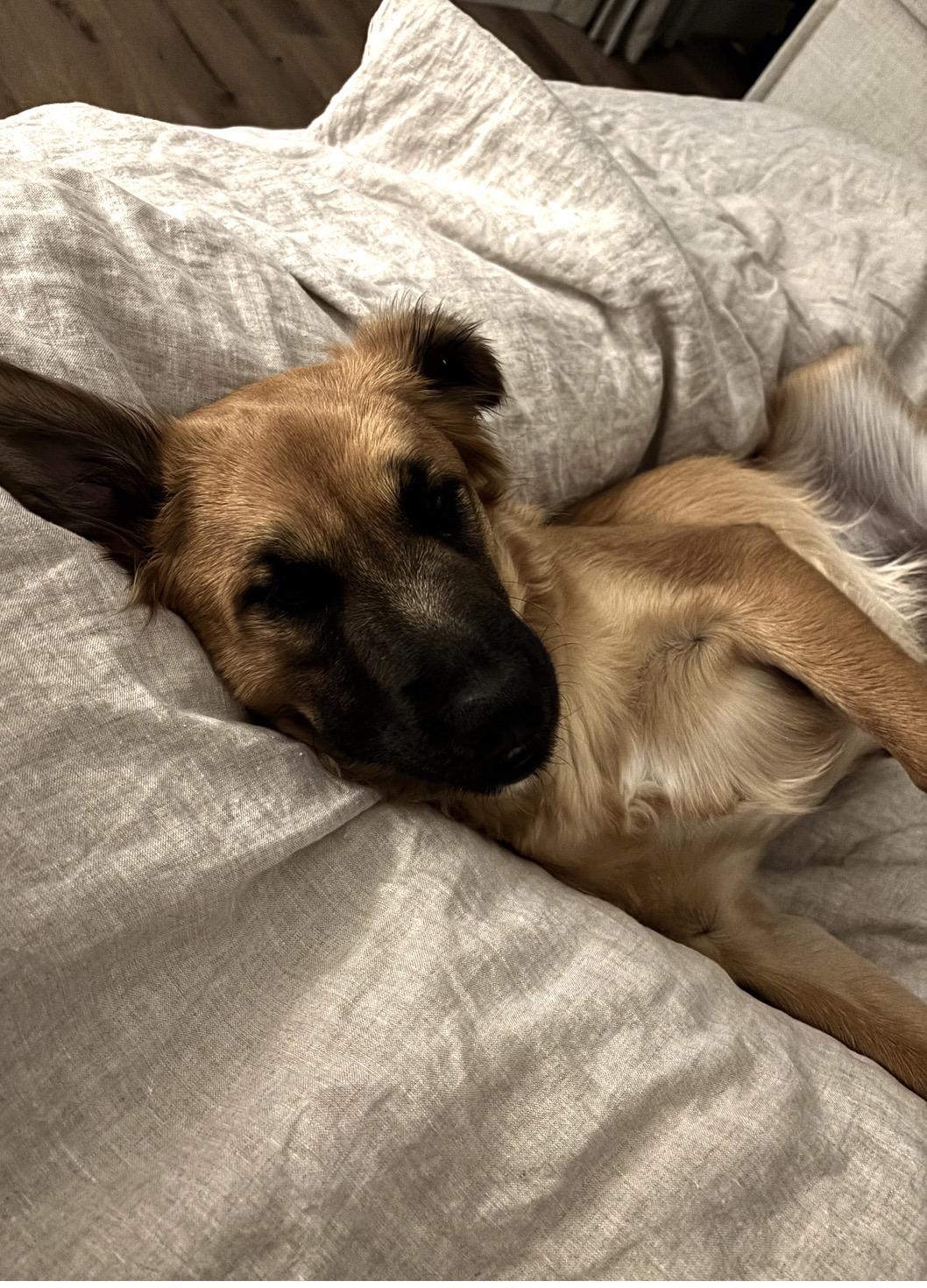 Enlarge Indy, an adopted mixed breed in Gilbert, AZ image 3/4