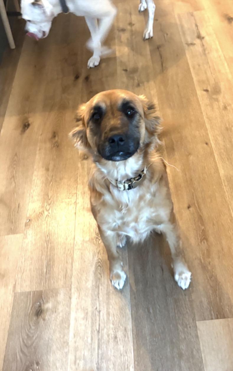 Enlarge Indy, an adopted mixed breed in Gilbert, AZ image 2/4