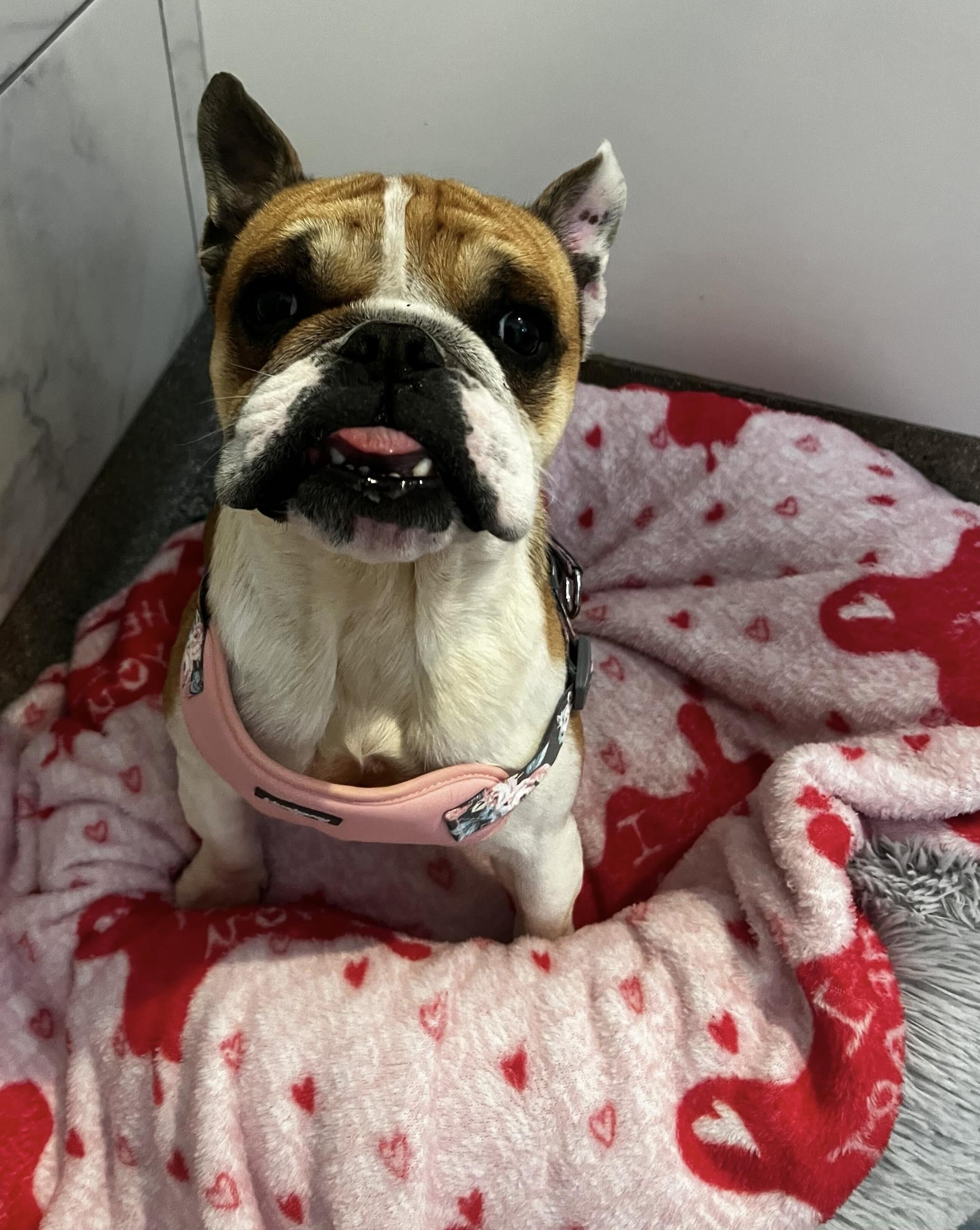 Enlarge Cossette, a ADOPTABLE mixed breed in O'Fallon, MO image 1/1