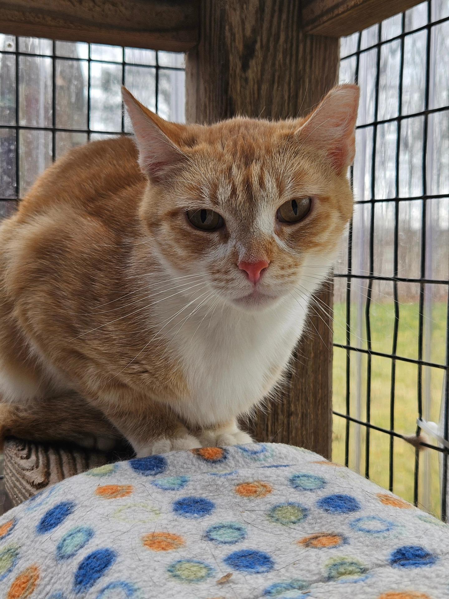 Chopsey, ADOPTABLE, Young Female Domestic Short Hair.