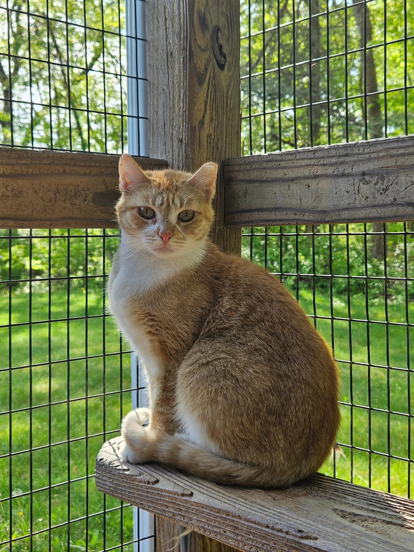 Chopsey, ADOPTABLE, Young Female Domestic Short Hair.
