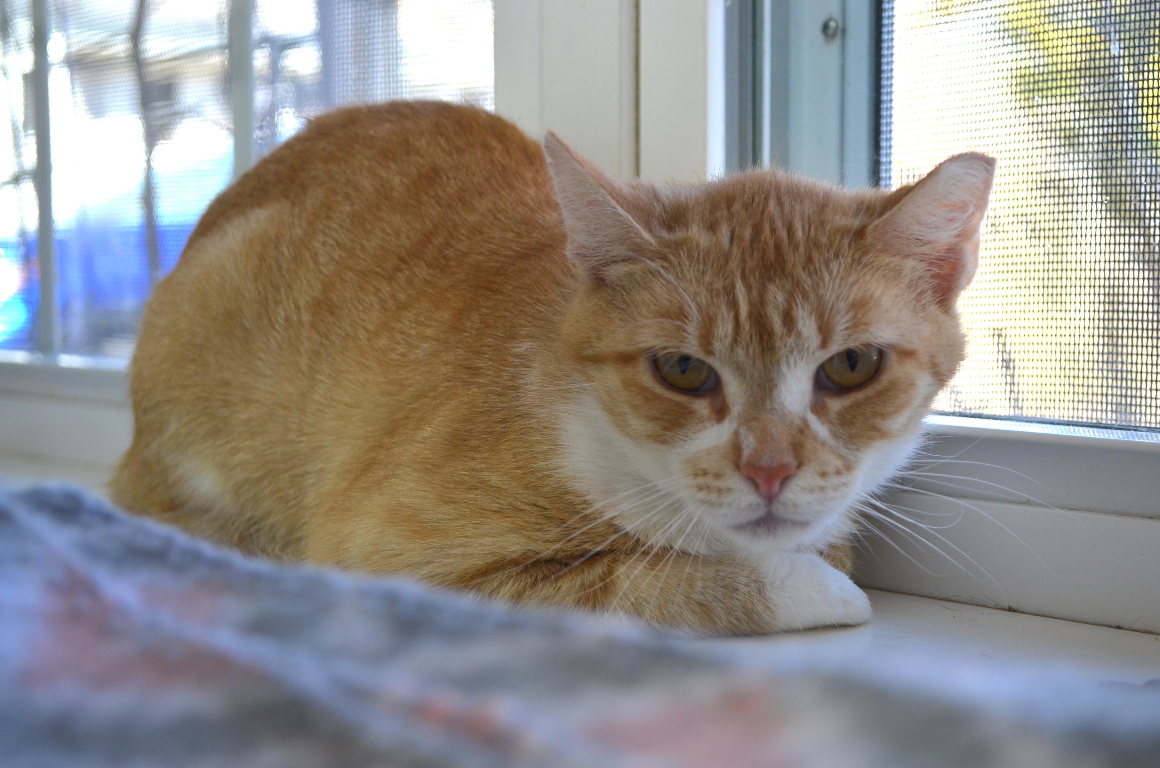 Enlarge Chopsey, a ADOPTABLE Domestic Short Hair in Westbrook, CT image 3/3