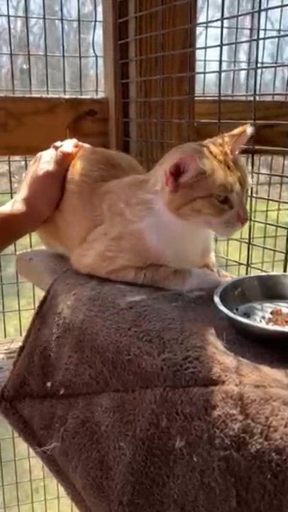 Enlarge Chopsey, a ADOPTABLE Domestic Short Hair in Westbrook, CT video 2/3