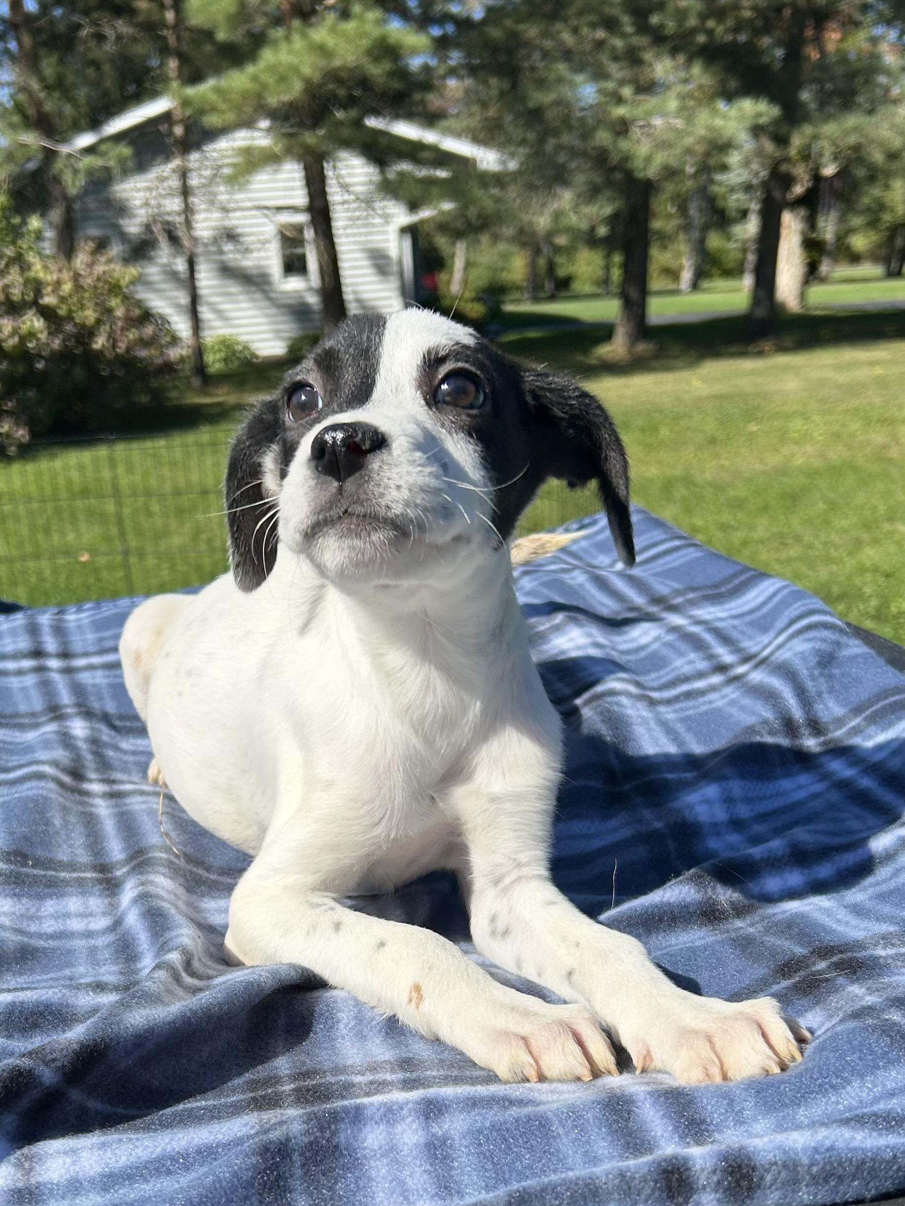 Enlarge Adeline, an adoptable mixed breed in West Falls, NY image 2/3