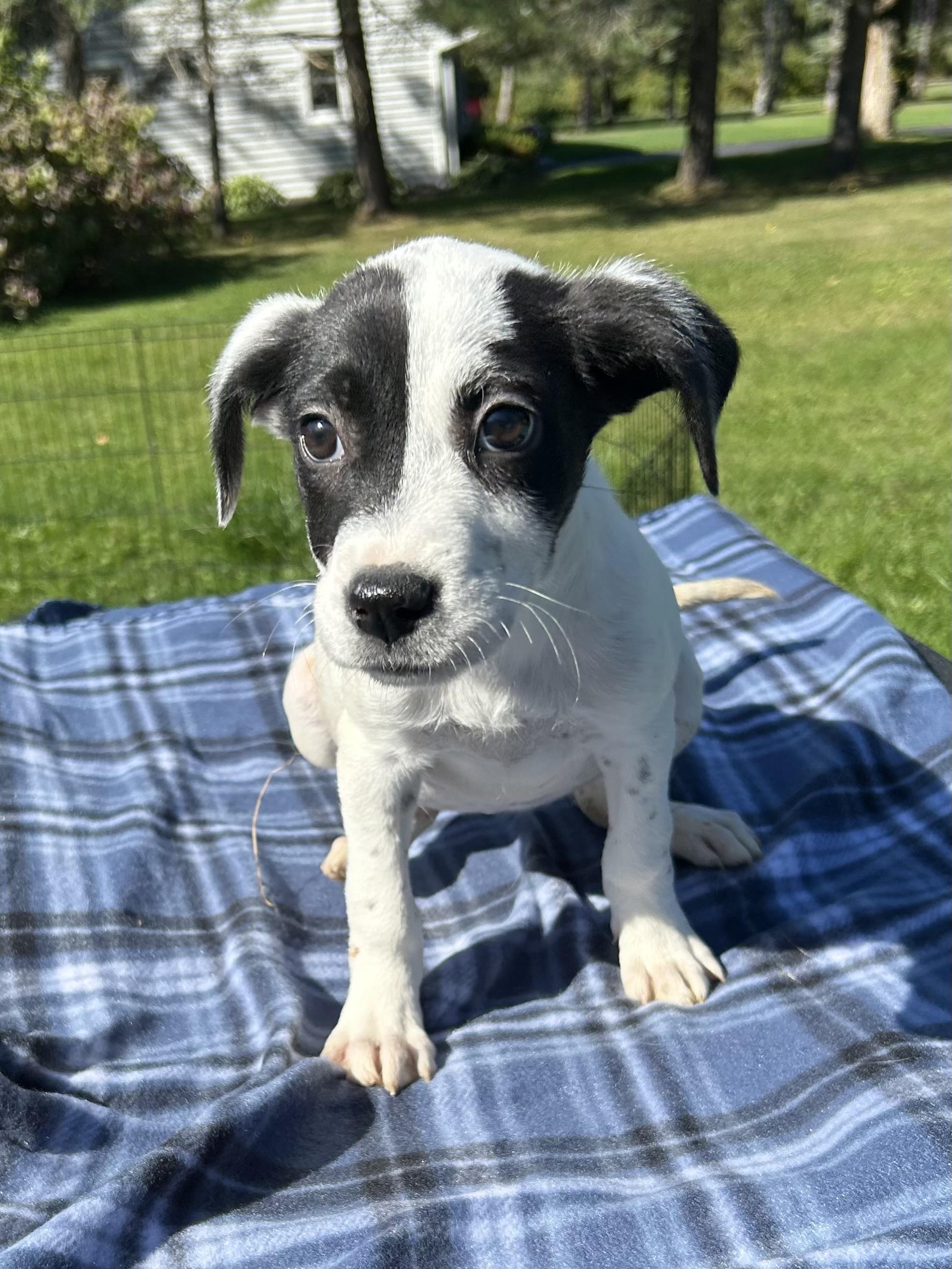 Enlarge Adeline, an adoptable mixed breed in West Falls, NY image 1/3