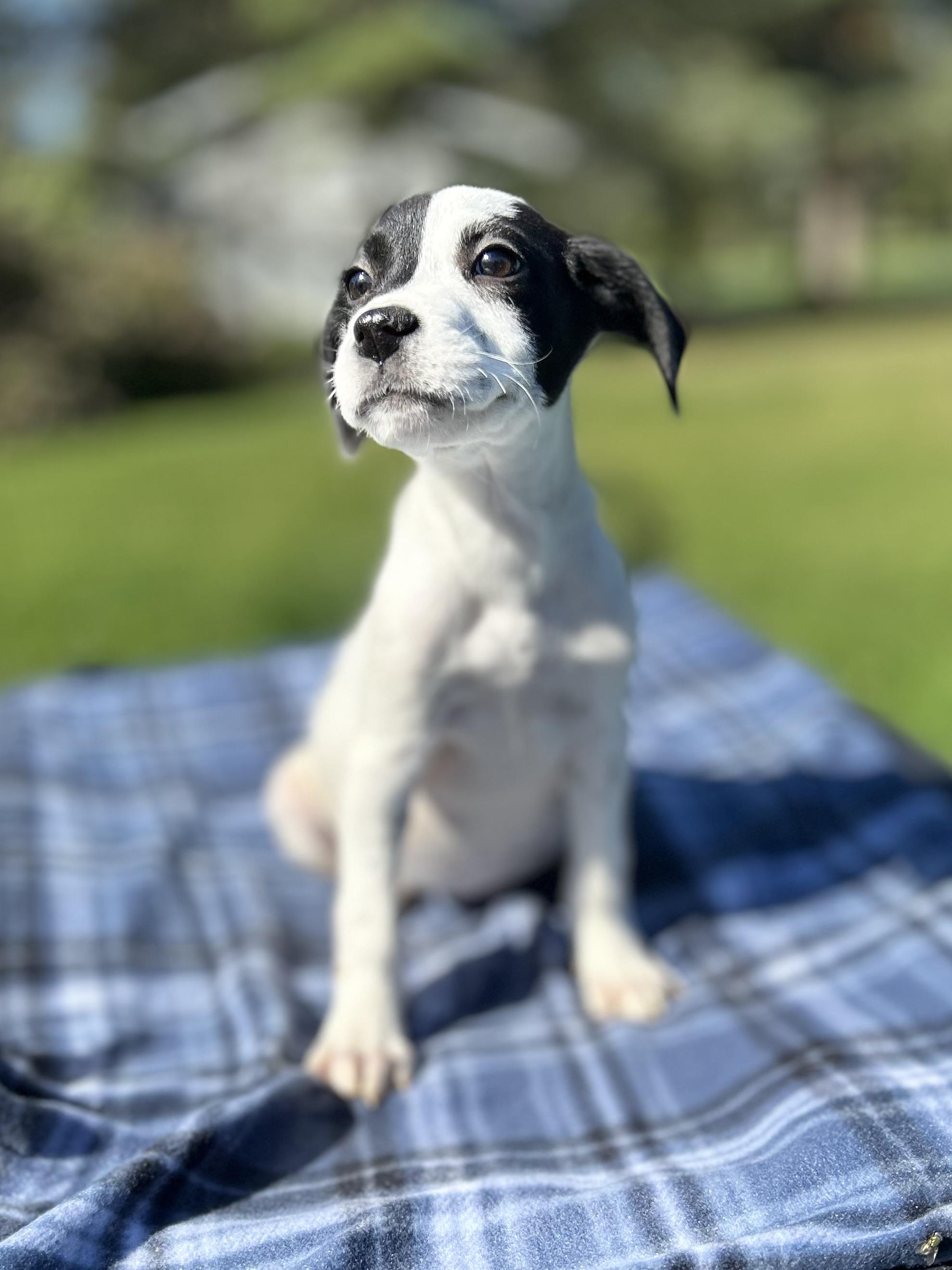 Enlarge Adeline, an adoptable mixed breed in West Falls, NY image 3/3