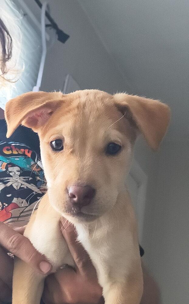Thorfin, Adoptable, Puppy Male Shar-Pei & Husky.