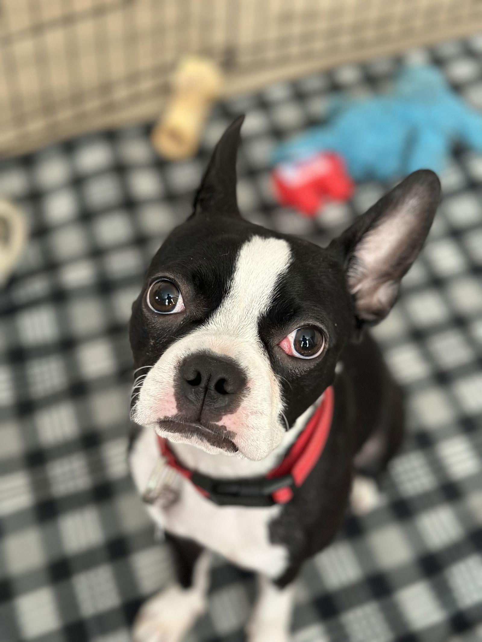 Chloe, Adopted, Young Female Boston Terrier.