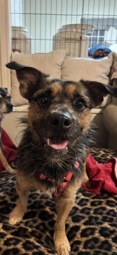 Harley Eugene, a Adopted mixed breed in CONROE, TX image 1/6