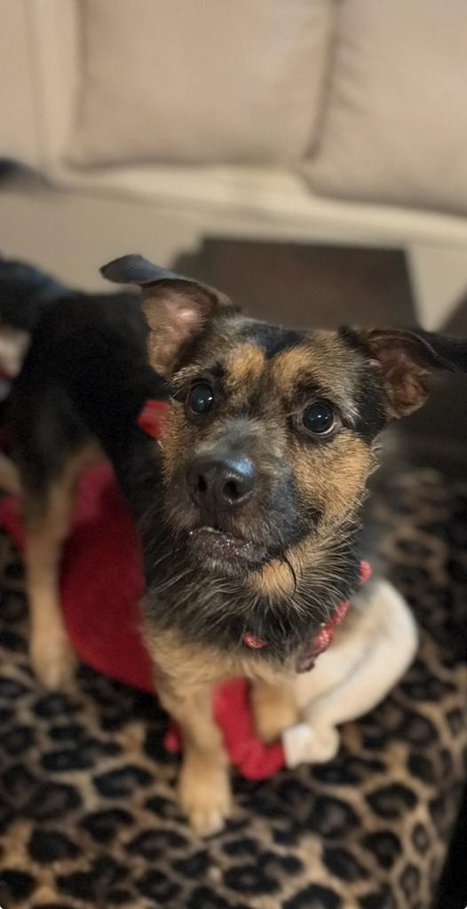 Harley Eugene, a Adopted mixed breed in CONROE, TX image 2/6