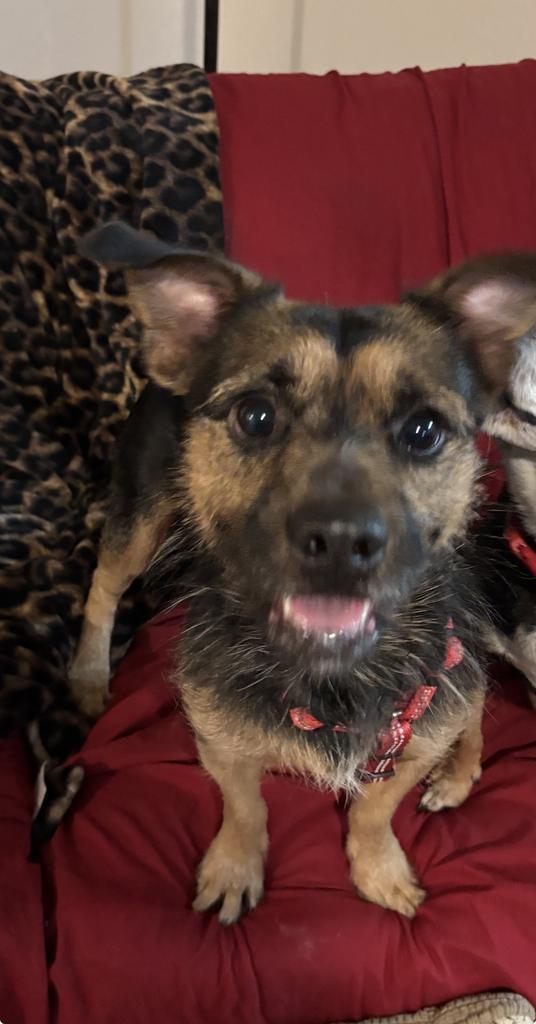 Harley Eugene, a Adopted mixed breed in CONROE, TX image 3/6