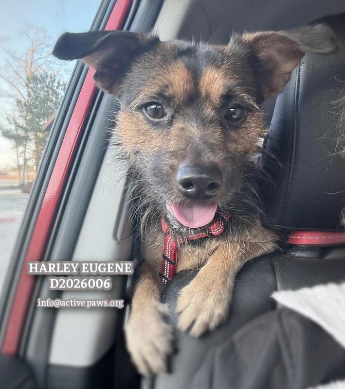 Harley Eugene, a Adopted mixed breed in CONROE, TX image 4/6