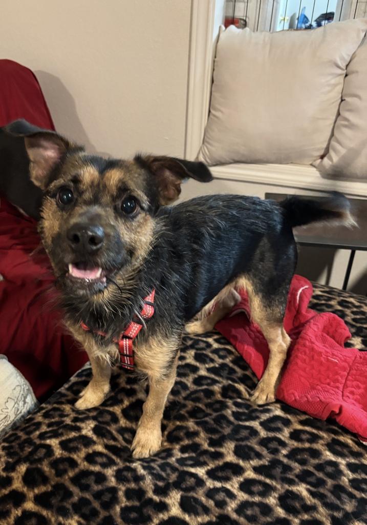 Harley Eugene, a Adopted mixed breed in CONROE, TX image 5/6
