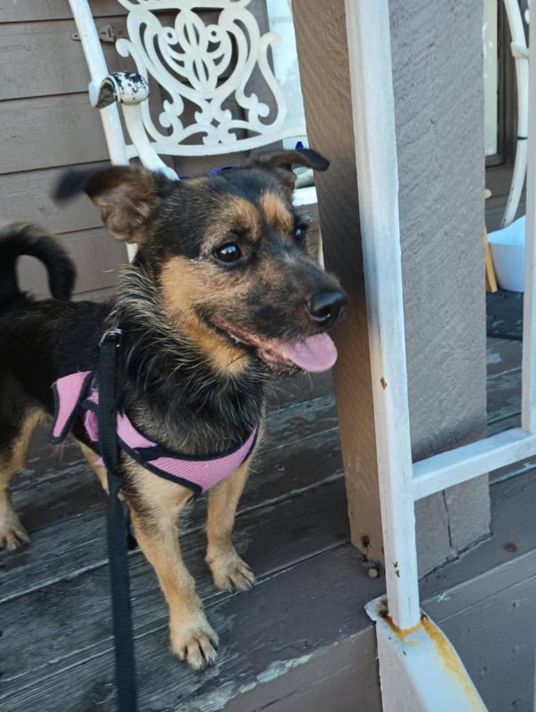 Harley Eugene, a Adopted mixed breed in CONROE, TX image 6/6