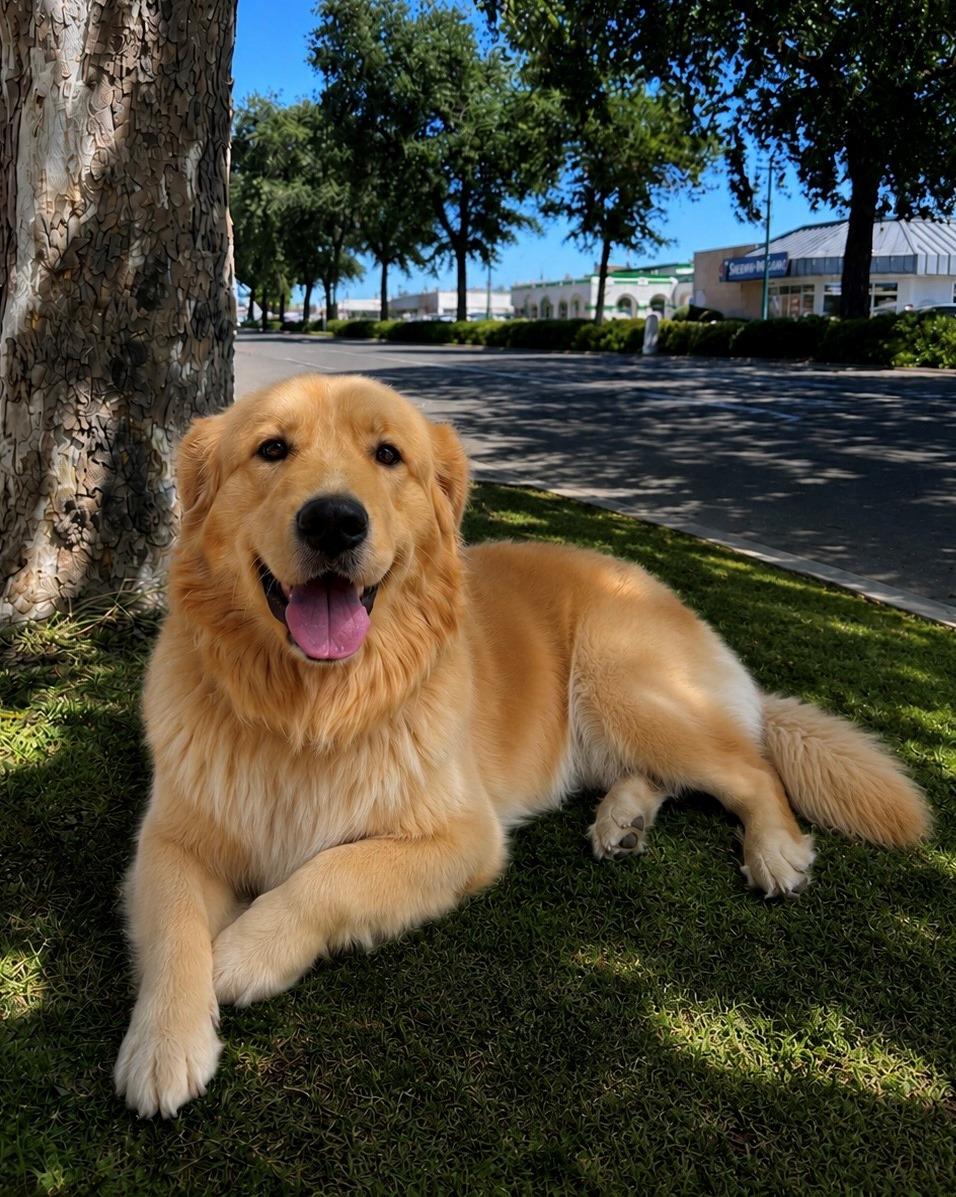 Enlarge Blondie, an adopted mixed breed in Lodi, CA image 3/5