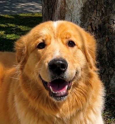 Blondie, adopted, Young Female Great Pyrenees & Labrador Retriever.