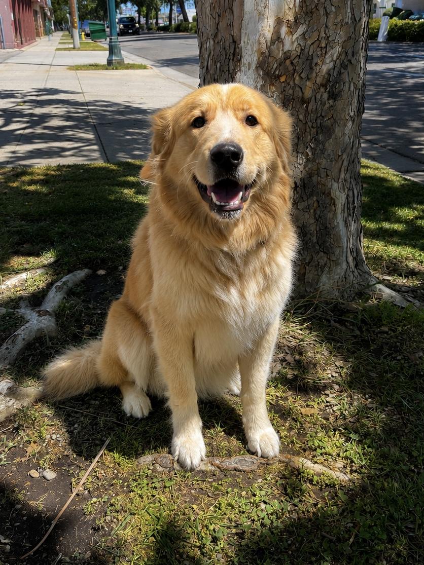 Enlarge Blondie, an adopted mixed breed in Lodi, CA image 2/5