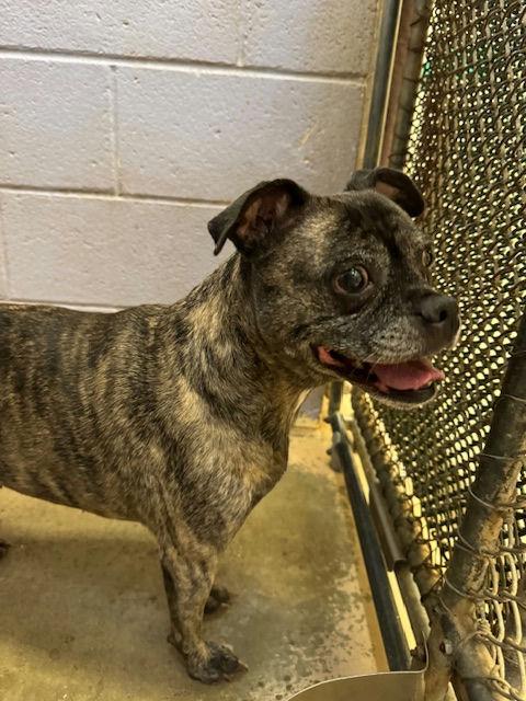 Porthos, Adoptable, Adult Female Pug.
