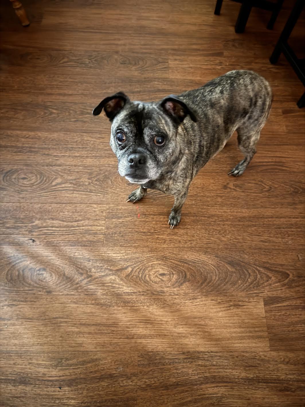 Enlarge Porthos, a Adoptable mixed breed in Grass Valley, CA image 2/3