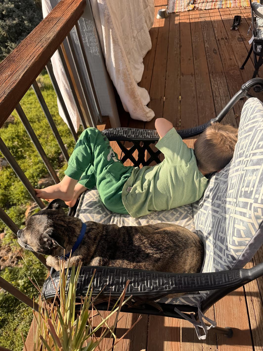 Enlarge Porthos, a Adoptable mixed breed in Grass Valley, CA image 3/3