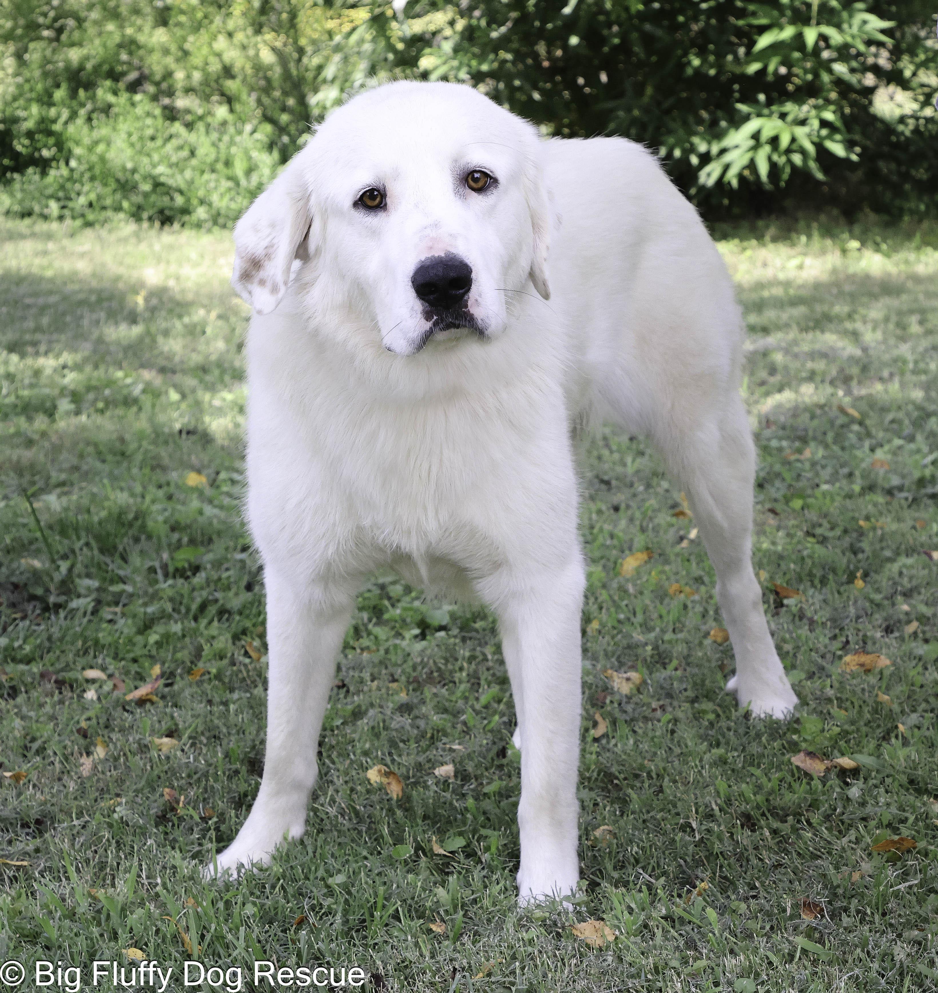 Enlarge Merritt, a Adoptable mixed breed in Virginia Beach, VA image 2/4