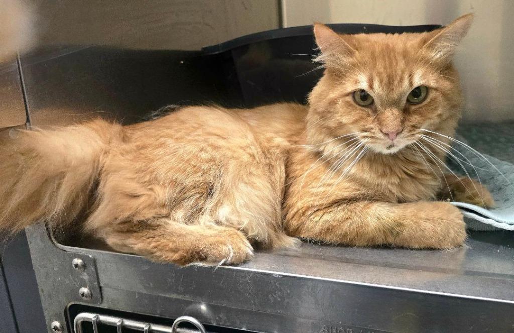 Mango, Adopted, Young Male Domestic Long Hair.
