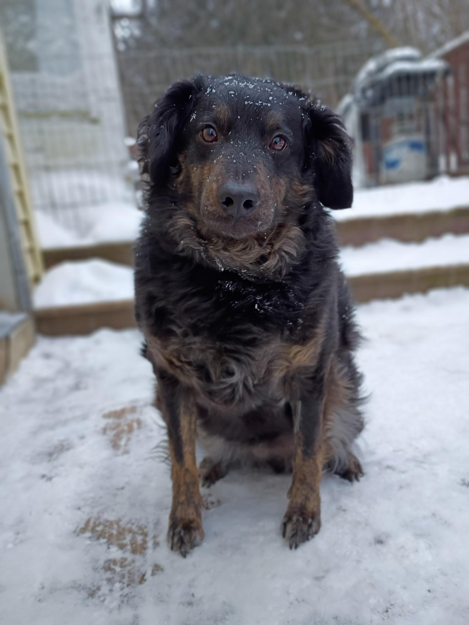 Enlarge Benji, a ADOPTABLE mixed breed in Cherry Valley, MA image 2/4