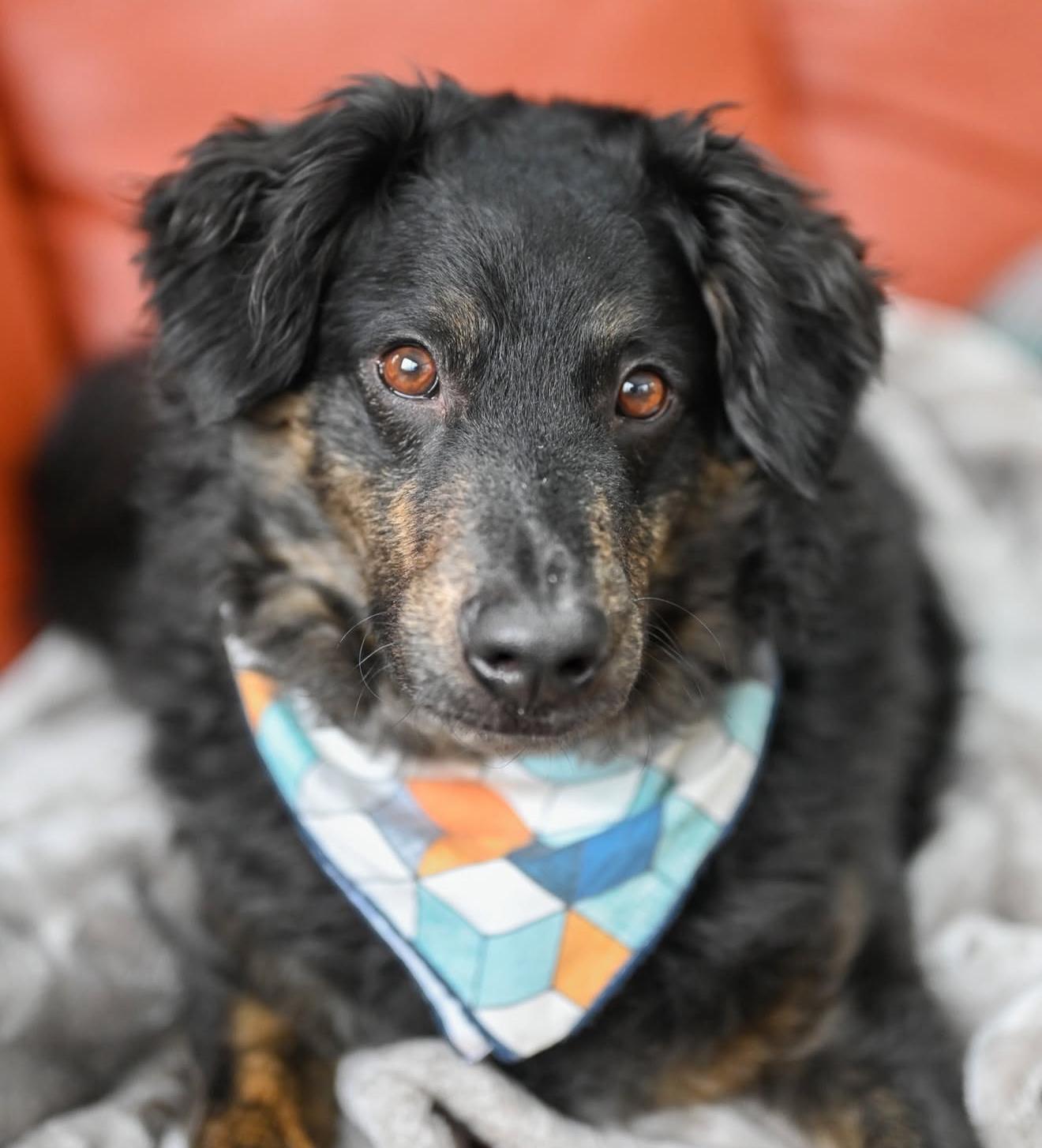 Benji, ADOPTABLE, Adult Male Australian Shepherd & Dachshund.