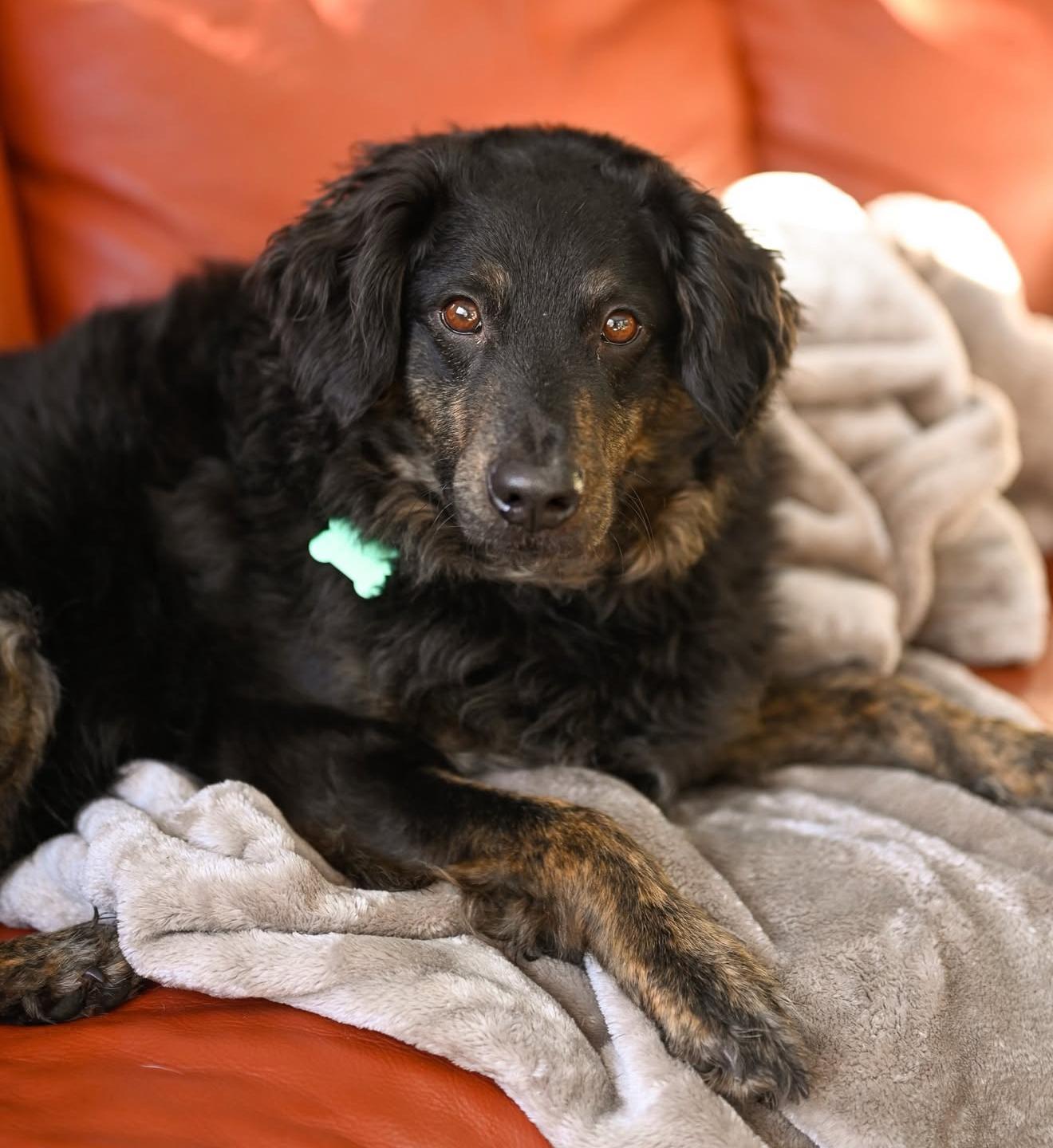 Enlarge Benji, a ADOPTABLE mixed breed in Cherry Valley, MA image 4/4