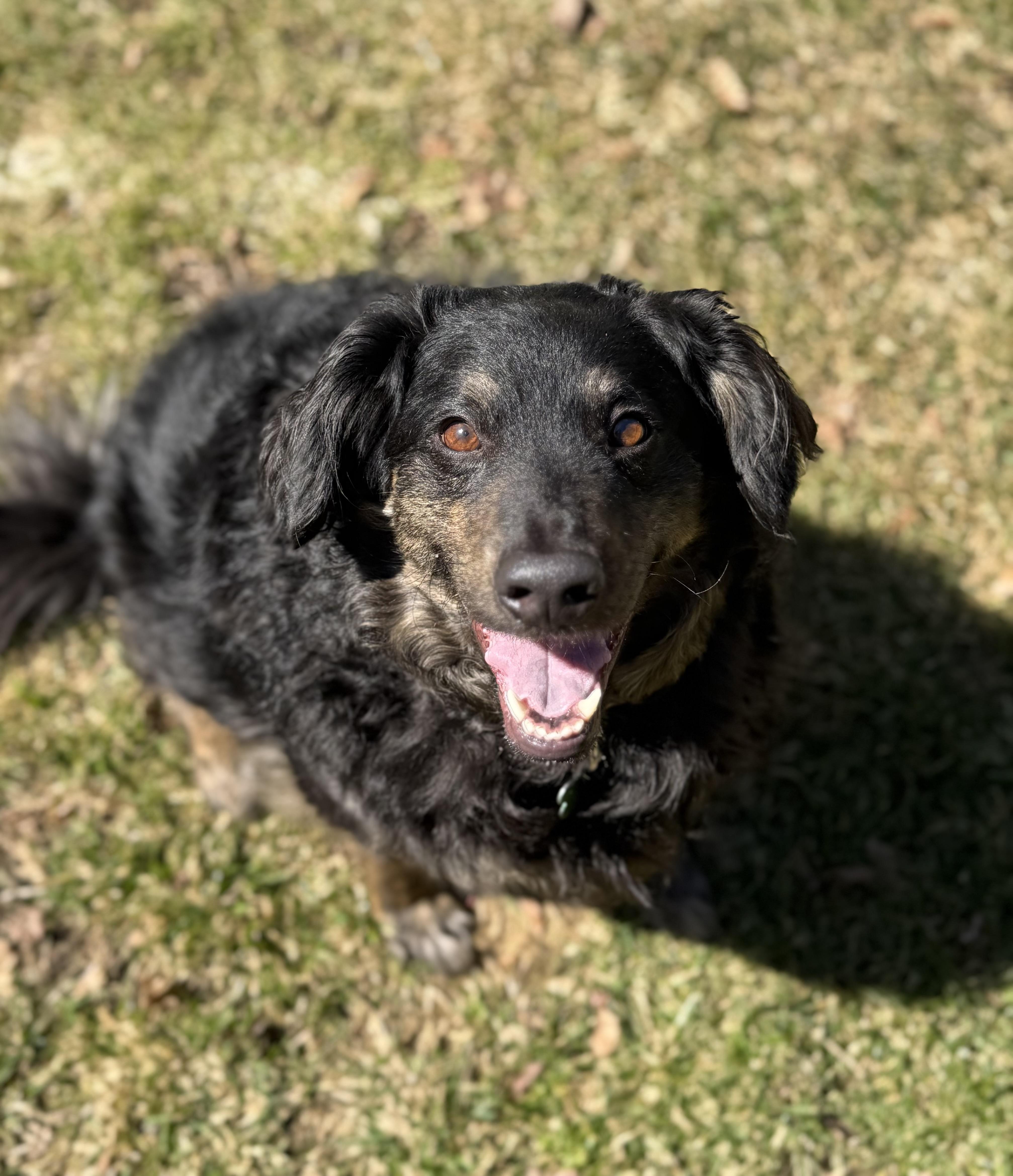 Enlarge Benji, a ADOPTABLE mixed breed in Cherry Valley, MA image 1/6