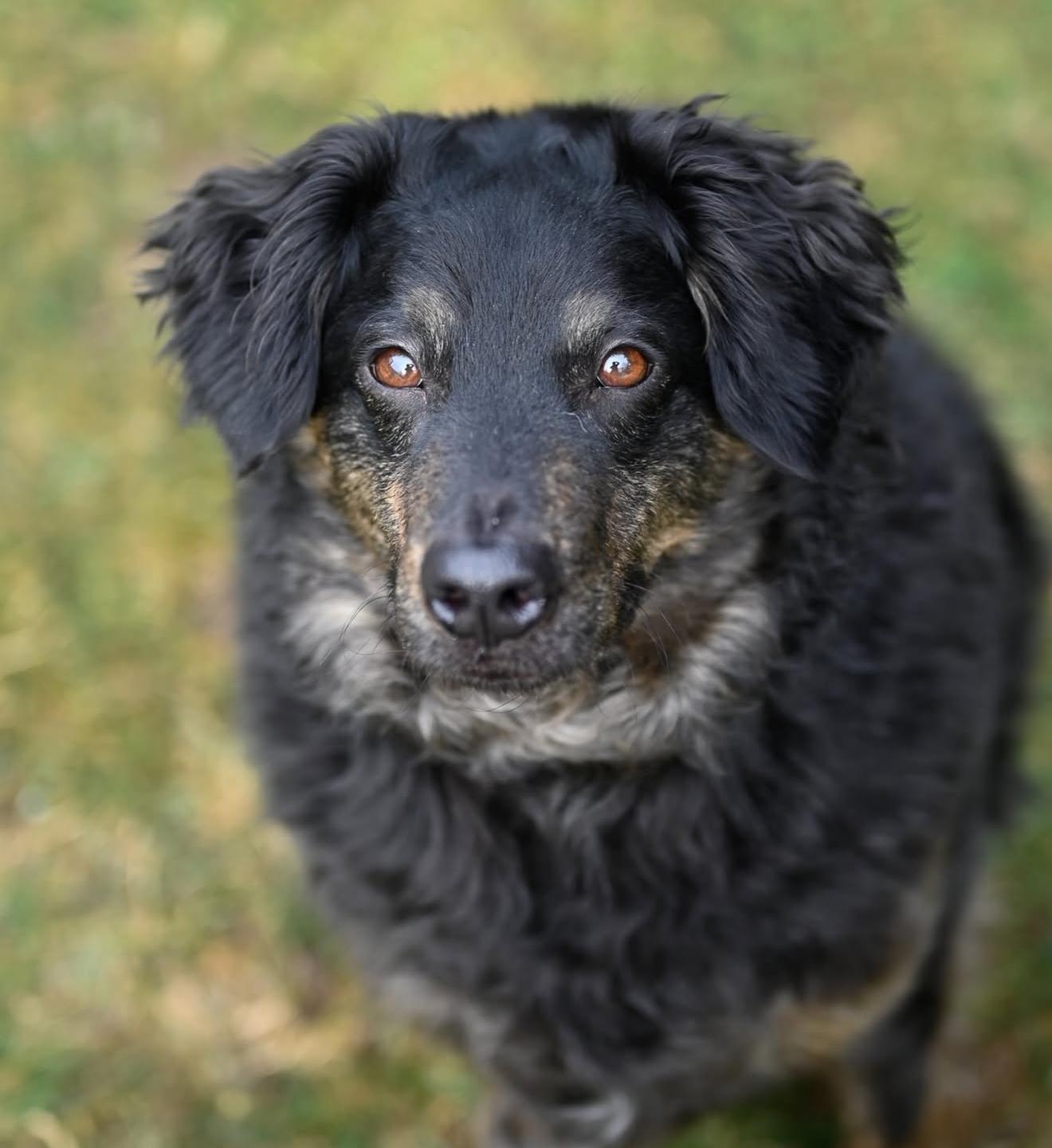 Enlarge Benji, a ADOPTABLE mixed breed in Cherry Valley, MA image 3/4