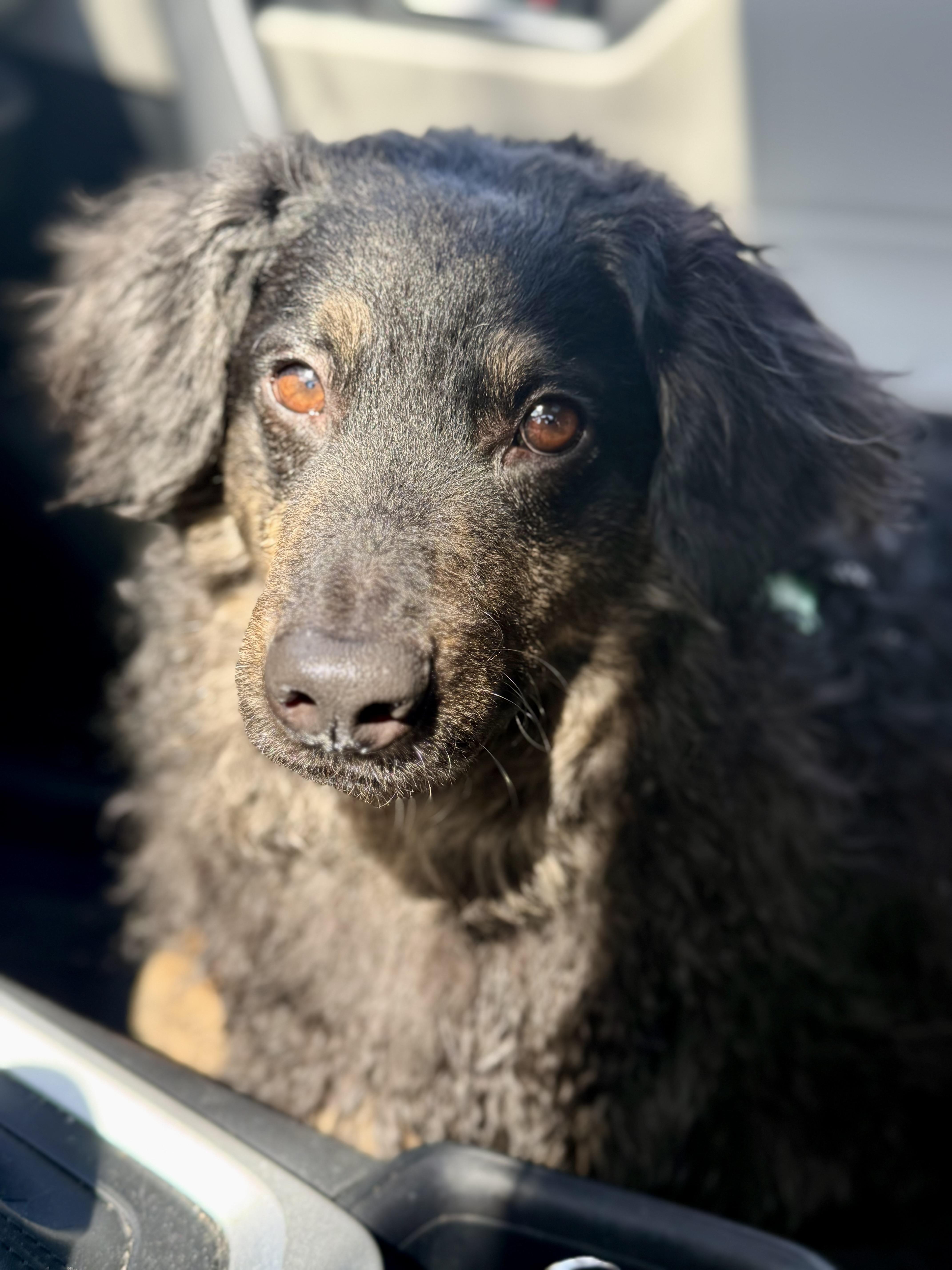 Enlarge Benji, a ADOPTABLE mixed breed in Cherry Valley, MA image 6/6